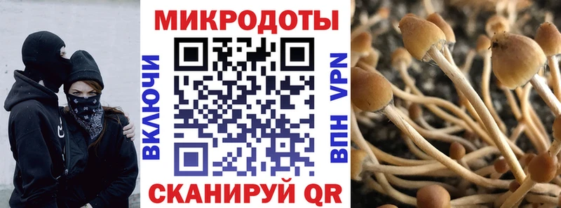 площадка состав  Переславль-Залесский  Галлюциногенные грибы Cubensis 